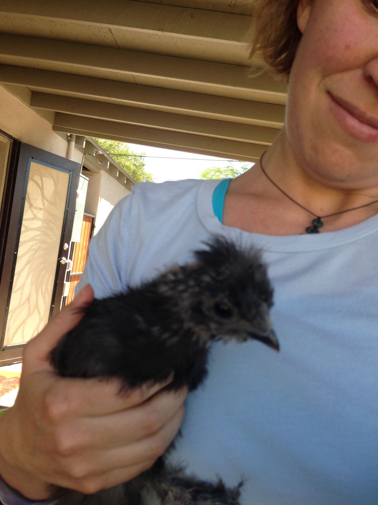 Readers show their chickens